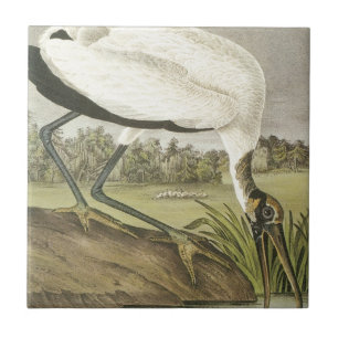Audubons' Wood Stork Tegeltje