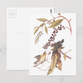 Audubon's Worm Eating Warbler Briefkaart (Voorkant / Achterkant)