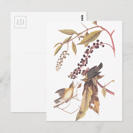 Audubon's Worm Eating Warbler Briefkaart (Voorkant / Achterkant)