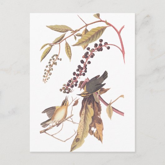 Audubon's Worm Eating Warbler Briefkaart (Voorkant)