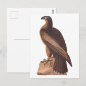 Audubon's Young Bald Eagle on Brown Rock Briefkaart (Voorkant / Achterkant)