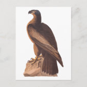 Audubon's Young Bald Eagle on Brown Rock Briefkaart (Voorkant)