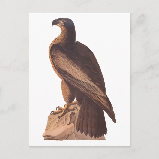 Audubon's Young Bald Eagle on Brown Rock Briefkaart (Voorkant)