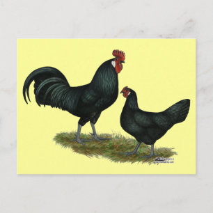 Augsburger Chickens Briefkaart