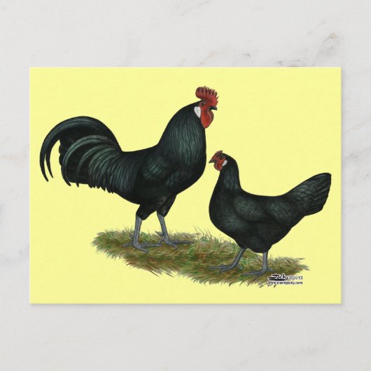 Augsburger Chickens Briefkaart (Voorkant)