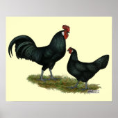 Augsburger Chickens Poster (Voorkant)