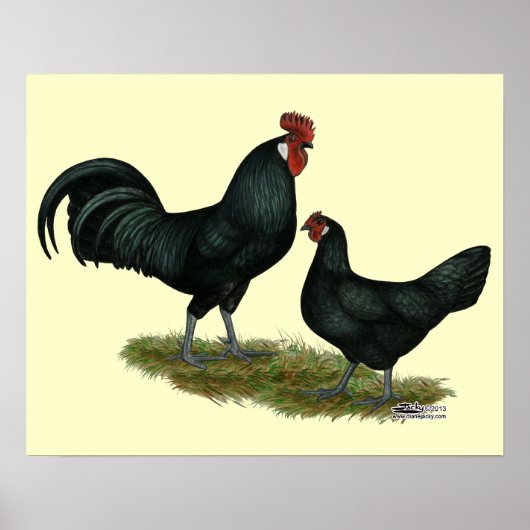 Augsburger Chickens Poster (Voorkant)