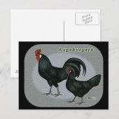 Augsburger Fowl Briefkaart (Voorkant / Achterkant)