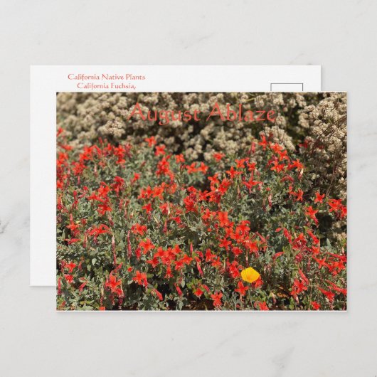 August Ablaze Briefkaart (Voorkant / Achterkant)