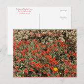 August Ablaze Briefkaart (Voorkant / Achterkant)