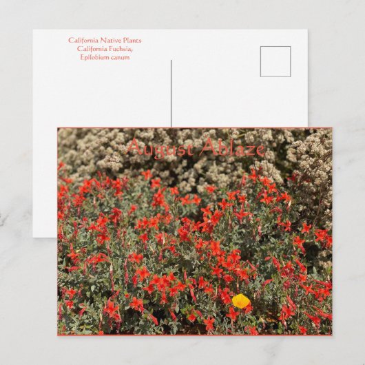 August Ablaze Briefkaart (Voorkant / Achterkant)