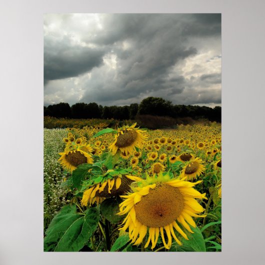 August rain, Sunflower, Print (Voorkant)
