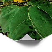 August rain, Sunflower, Print (Hoek)