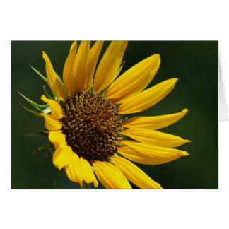 August Sunflower 5X7