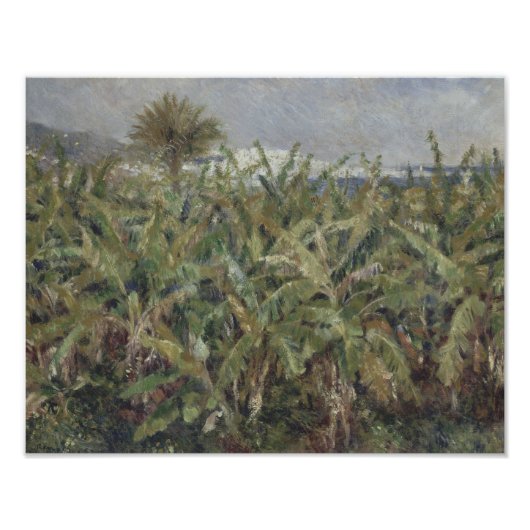 Auguste Renoir - Gebied van de bananenbomen Foto Afdruk (Voorkant)