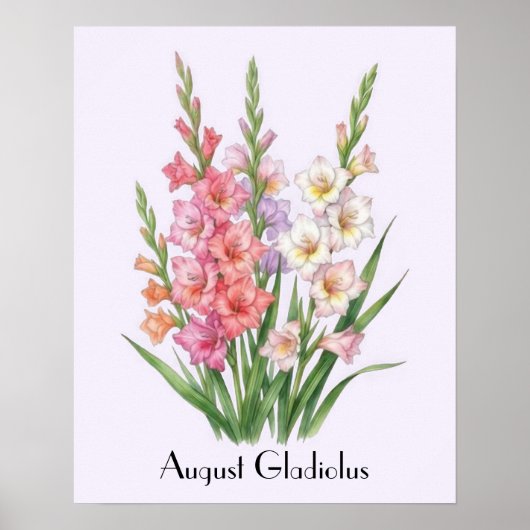 Augustus Gladiolus Bloemen Poster (Voorkant)