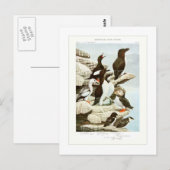 Auks Briefkaart (Voorkant / Achterkant)