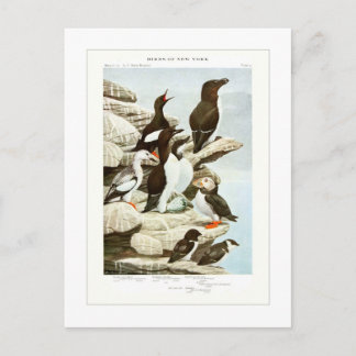 Auks Briefkaart