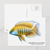 Aulonocara jacobfreibergi Briefkaart (Voorkant / Achterkant)