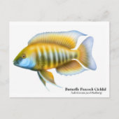 Aulonocara jacobfreibergi Briefkaart (Voorkant)