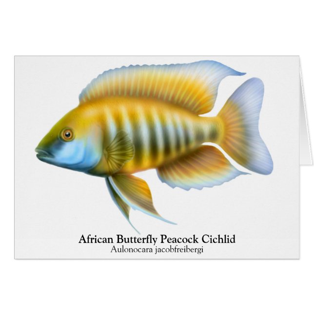 Aulonocara jacobfreibergi Peacock Cichlid Card (Voorkant Horizontaal)