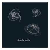Aurelia aurita Educatief Poster (Voorkant)