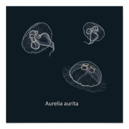 Aurelia aurita Educatief Poster
