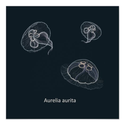 Aurelia aurita Educatief Poster (Voorkant)