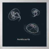 Aurelia aurita Educatieve Poster (Voorkant)