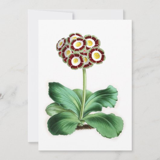 Auricula, Peter Campbell (Voorkant)