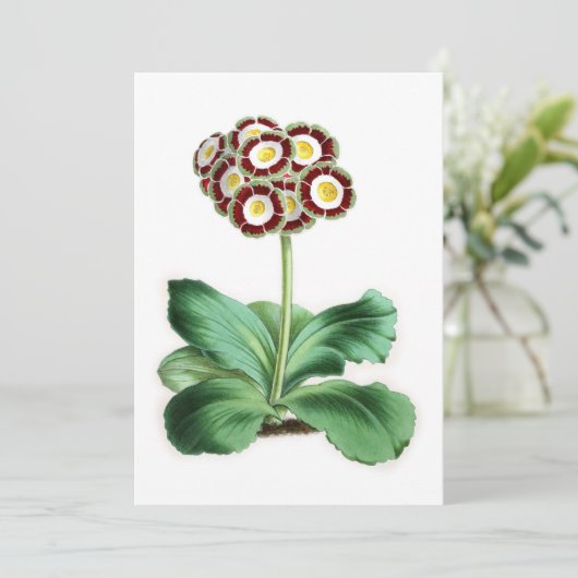 Auricula, Peter Campbell (Staand voorkant)