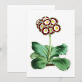 Auricula, Peter Campbell (Voorkant / Achterkant)