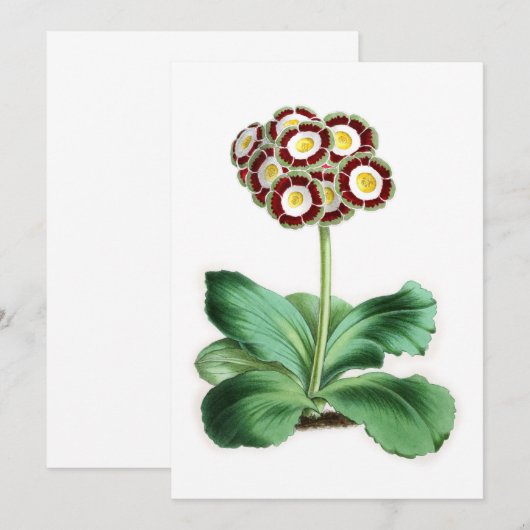 Auricula, Peter Campbell (Voorkant / Achterkant)