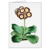 Auricula, Peter Campbell (Voorkant)