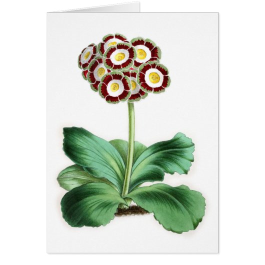 Auricula, Peter Campbell (Voorkant)