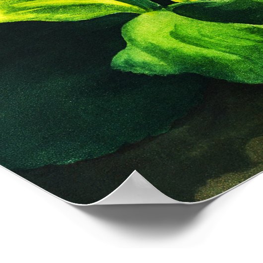 Auriculas Poster (Hoek)