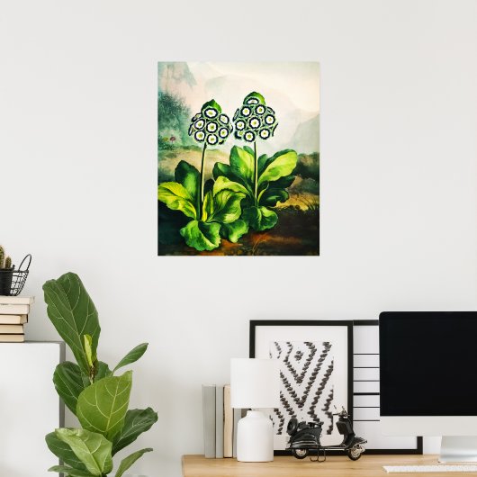 Auriculas Poster (Thuiskantoor)