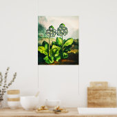 Auriculas Poster (Keuken)