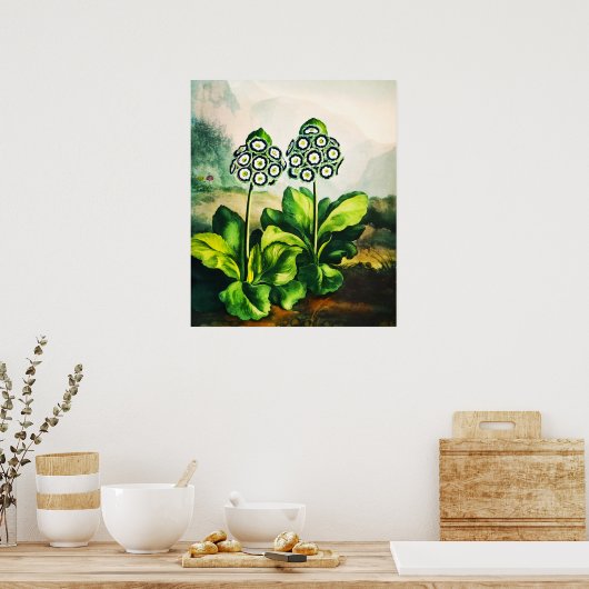 Auriculas Poster (Keuken)