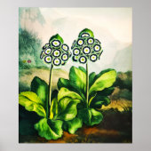 Auriculas Poster (Voorkant)