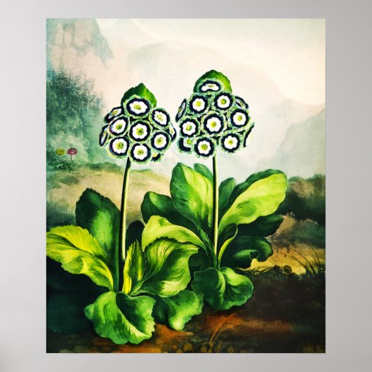 Auriculas Poster (Voorkant)