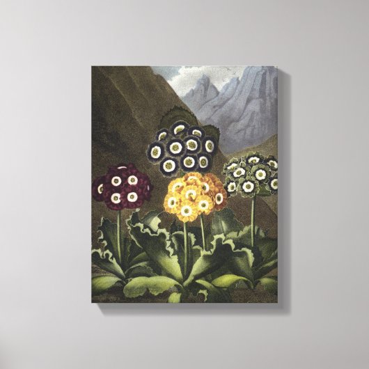 Auriculas van Dr. John Robert Thornton Canvas Afdruk (Voorkant)