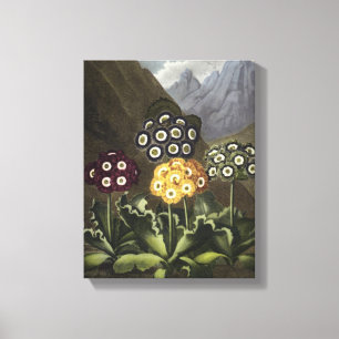 Auriculas van Dr. John Robert Thornton Canvas Afdruk