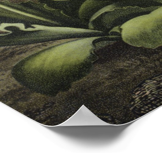 Auriculas van Dr. John Robert Thornton Poster (Hoek)