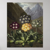 Auriculas van Dr. John Robert Thornton Poster (Voorkant)