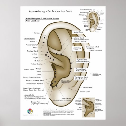 Auriculotherapie Ooracupunctuur Poster (Voorkant)
