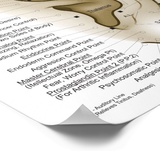 Auriculotherapie Oorspronkelijke punctiepunten Gra Poster (Hoek)