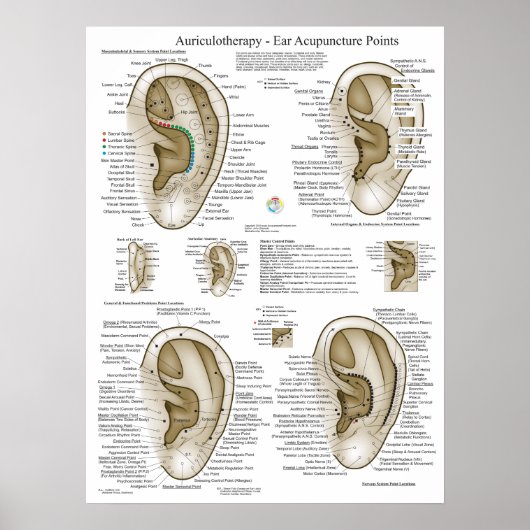 Auriculotherapie Oorspronkelijke punctiepunten Gra Poster (Voorkant)