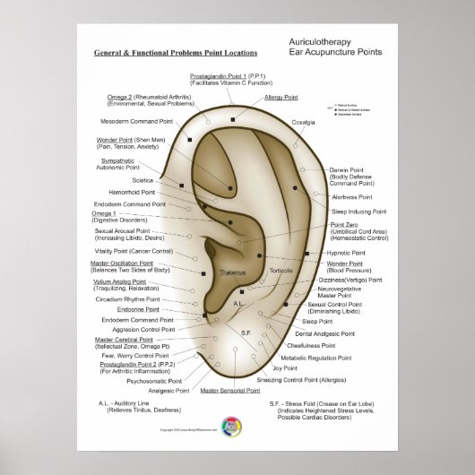 Auriculotherapy Ear Acupuncture Poster (Voorkant)