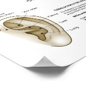 Auriculotherapy Ear Acupuncture Poster (Hoek)